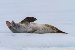 Carnivore Prints: Adult leopard seal resting on ice at Coronation Island in the South Orkney Islands of Antarctica