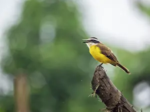 Naturalist Prints: Adult lesser kiskadee, Pitangus lictor