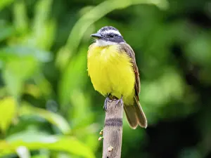 Migratory Prints: Adult lesser kiskadee, Pitangus lictor
