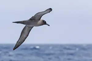 Albatross Prints: Adult light-mantled sooty albatross (Phoebetria palpebrata) in flight in the Drake Passage