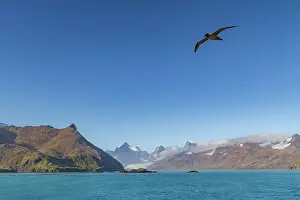 Nature Lovers Prints: Adult light-mantled sooty albatross (Phoebetria palpebrata) on the wing in Stomness Bay on South Georgia