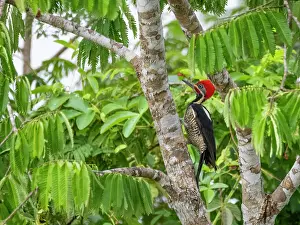 Plumage Prints: Adult lineated woodpecker, Dryocopus lineatus