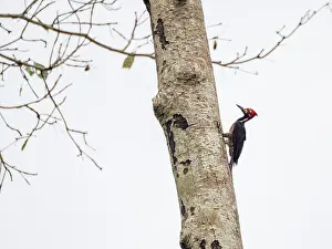 Beak Prints: Adult lineated woodpecker, Dryocopus lineatus