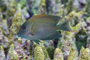 Tropical Climate Prints: An adult lined bristletooth (Ctenochaetus striatus)