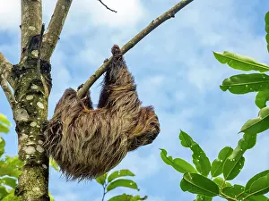 Anatomy Prints: An adult Linnaeus's two-toed sloth