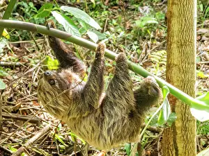 Skills Prints: An adult Linnaeus's two-toed sloth