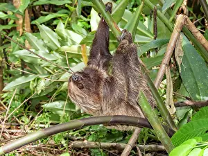 Loss Prints: An adult Linnaeus's two-toed sloth