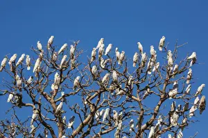 Kimberley Prints: Adult little corellas (Cacatua sanguinea) in boab tree in Wyndham