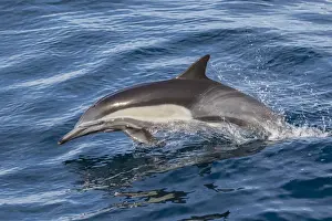 Marine Mammal Prints: Adult long-beaked common dolphi (Delphinus capensis) leaping near Isla Carmen