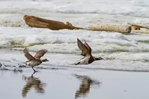 Hemisphere Prints: Adult long-tailed ducks (Clangula hyemalis) in breeding plumage in the Svalbard Archipelago