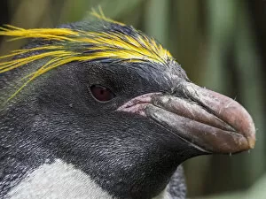 Animal Head Collection: Adult macaroni penguin (Eudyptes chrysolophus), head detail in Cooper Bay, South Georgia