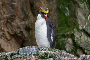 Hercules Prints: Adult macaroni penguin resting on rocks during breeding season in Hercules Bay on South Georgia Island