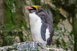Hercules Prints: Adult macaroni penguin stands on rock at breeding colony while observing surroundings in Hercules Bay