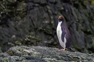 Colony Prints: Adult macaroni penguin stands on a rocky surface while enjoying the Antarctic environment on Elephant Island