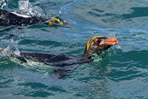 Beak Prints: Adult macaroni penguin swimming at breeding colony in Hercules Bay on South Georgia Island during the breeding season