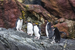 Cooper Bay Prints: Adult macaroni penguins (Eudyptes chrysolophus)