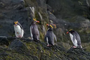 Colony Prints: Adult macaroni penguins haul out on rocks in Antarctica near the South Shetlands