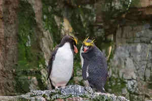 Hercules Prints: Adult macaroni penguins interact at a breeding colony in Hercules Bay on South Georgia Island