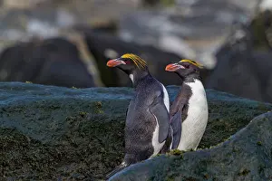 Colony Prints: Adult macaroni penguins resting on rocks in Antarctica on Elephant Island during daylight hours