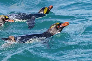 Hercules Prints: Adult macaroni penguins swim in water near breeding colony in Hercules Bay during breeding season on South Georgia