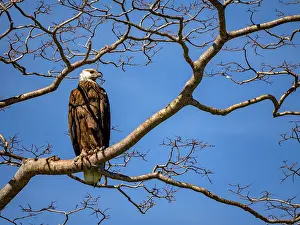 Birds Prints: Adult Madagascar fish-eagle perched on a tree limb in a private reserve in Madagascar during daytime hours