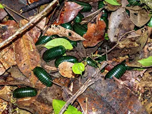 Indigenous Prints: Adult Madagascar green-emerald giant pill-millipedes in their natural habitat among foliage in Madagascar