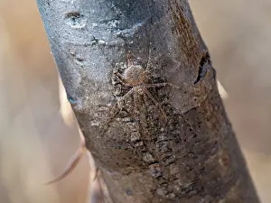 Lovers Prints: Adult Madagascar hermit spider Nephilingis livida on tree trunk in natural habitat during daylight in Madagascar