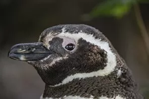 Flightless Bird Gallery: Adult Magellanic penguin (Spheniscus magellanicus) head detail, Gypsy Cove, outside Stanley