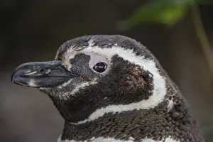 Stanley Prints: Adult Magellanic penguin (Spheniscus magellanicus) head detail