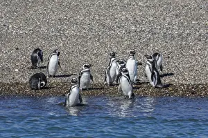 Puerto Deseado Prints: Adult Magellanic penguins (Spheniscus magellanicus)