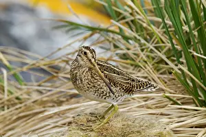 Hemisphere Prints: Adult Magellanic snipe (Gallinago paraguaiae magellanica) on Carcass Island in the Falkland Islands