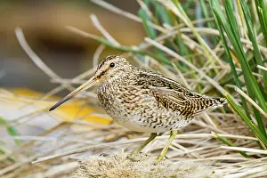 Shorebird Prints: Adult Magellanic snipe (Gallinago paraguaiae magellanica) on Carcass Island in the Falkland Islands