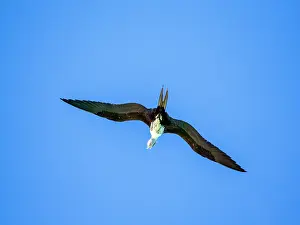 Carnivore Prints: Adult magnificent frigatebird captures balloon fish while flying in the sky above Puerto Refugio