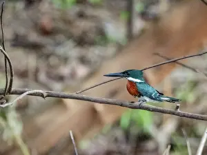 Creek Prints: An adult male Amazon kingfisher (Chloroceryle amazona) perched on a tree on Clavero Lake