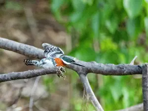 Avifauna Prints: An adult male Amazon kingfisher (Chloroceryle amazona) taking flight from a tree on El Dorado Creek
