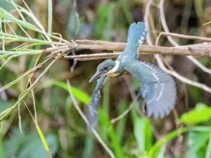 An adult male Amazon kingfisher (Chloroceryle amazona) taking flight from a tree on El Dorado Creek, Peru