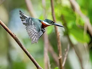 Feathered Prints: An adult male Amazon kingfisher (Chloroceryle amazona) taking flight from a tree on El Dorado Creek