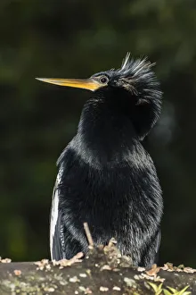 Looking Away Gallery: An adult male anhinga, Anhinga anhinga, at night in Tortuguero National Park, Costa Rica
