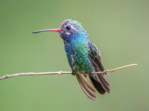 Hummingbird Prints: An adult male broad-billed hummingbird (Cynanthus latirostris magicus)