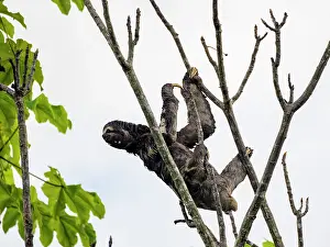 Slow Prints: Adult male brown-throated sloth