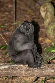 Sulawesi Prints: An adult male Celebes crested macaque (Macaca nigra)