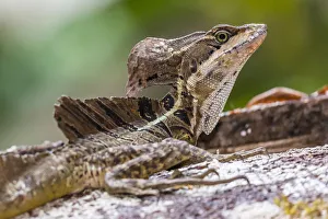 Osa Peninsula Prints: An adult male common basilisk, Basiliscus basiliscus, in Corcovado National Park