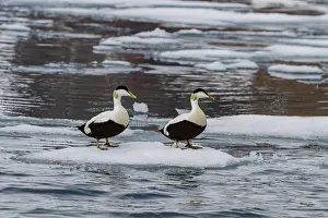 Duck Prints: Adult male common eider ducks (Somateria mollissima) in breeding plumage in the Svalbard Archipelago