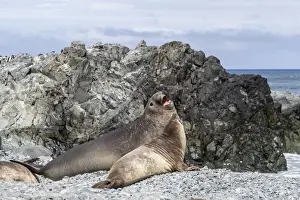 Polar Climate Prints: Adult male and female southern elephant seals (Mirounga leonina)