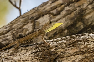 Displaying Prints: An adult male flying dragon (Draco spp)