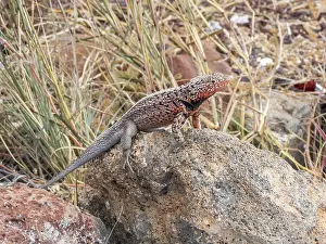 Santa Cruz Island Prints: Adult male Galapagos lava lizard (Microlophus albemarlensis)