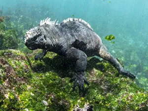 Ecuador Gallery: Adult male Galapagos marine iguana (Amblyrhynchus cristatus), underwater