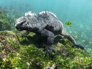 Algae Prints: Adult male Galapagos marine iguana (Amblyrhynchus cristatus), underwater
