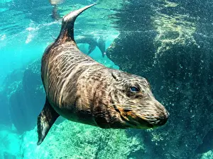 Santiago Island Prints: Adult male Galapagos sea lion (Zalophus wollebaeki)