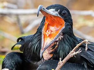 Adult male great frigatebird (Fregata minor), on the nest on North Seymour Island, Galapagos Islands, UNESCO World Heritage Site, Ecuador, South America